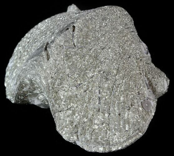 Pyrite Replaced Brachiopod (Paraspirifer) - Ohio #52714